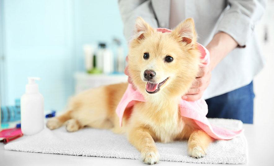 Pet Shower Re-evolución